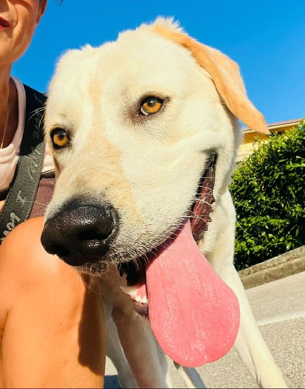 Cooper 11 mesi mix labrador  Foto 4