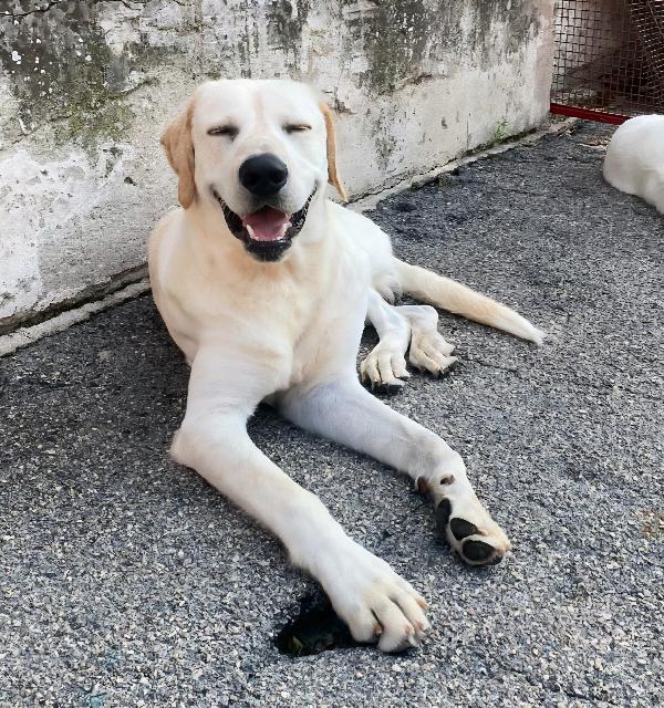 Cooper 11 mesi mix labrador  Foto 5