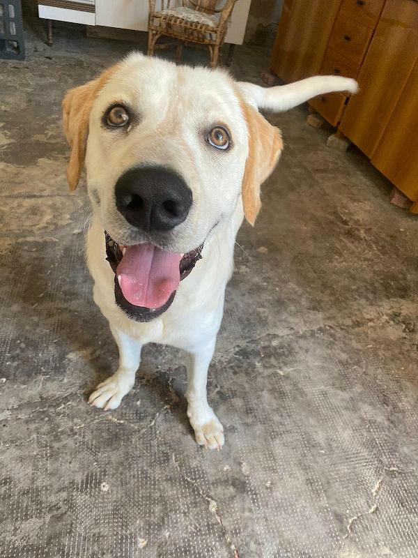 Cooper 11 mesi mix labrador  Foto 6