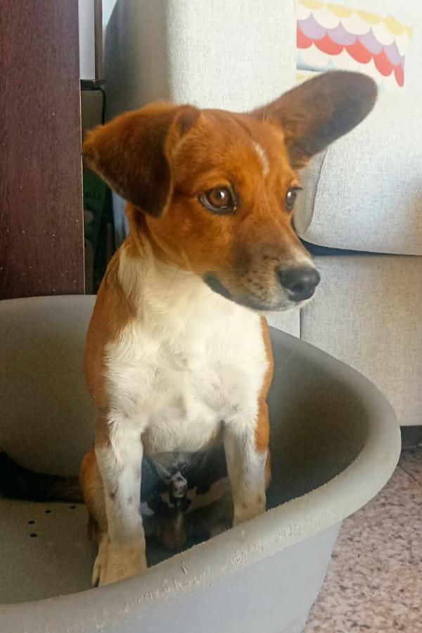 Jack 5 mesi taglia piccola  Foto 3