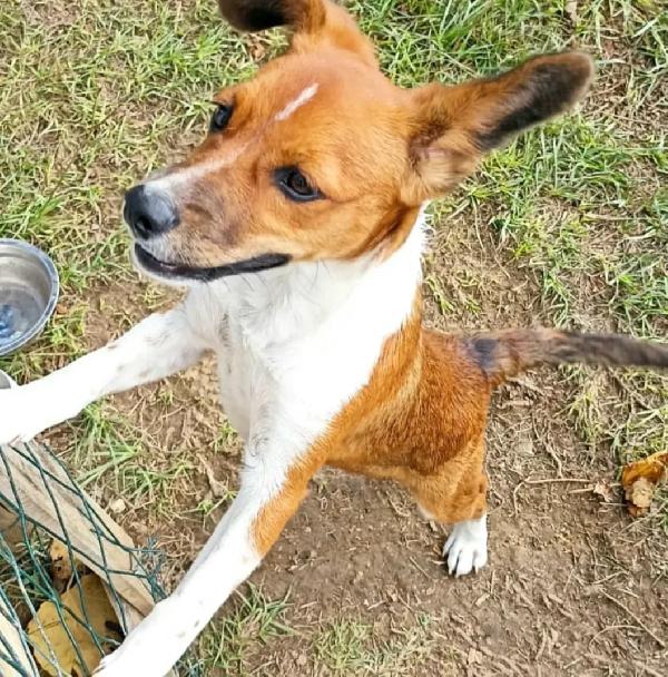 Jack 5 mesi taglia piccola  Foto 2