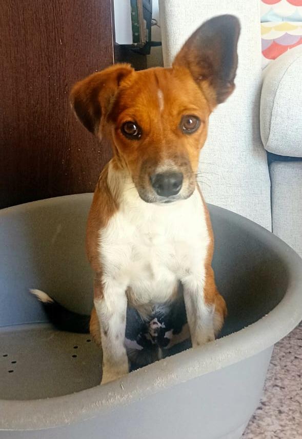 Jack 5 mesi taglia piccola  Foto 4