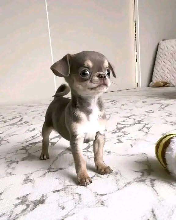cuccioli di chihuahua