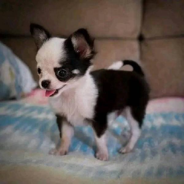 cuccioli di chihuahua - media 2