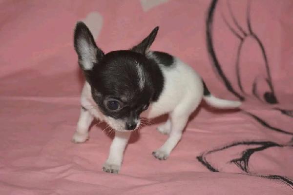 cuccioli di chihuahua - media 3