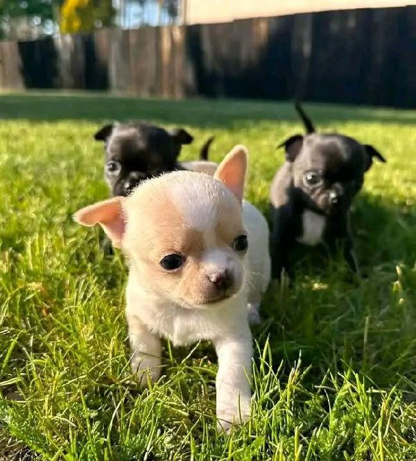 cuccioli di chihuahua - media 4