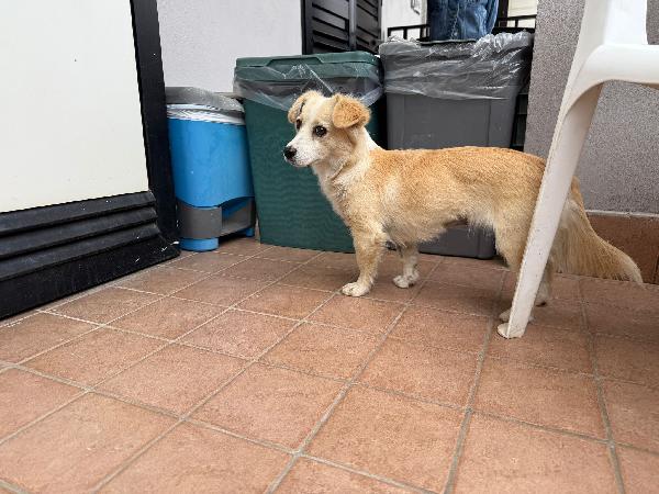 Bella: 4 Kg, 1Anno, Socievole 
