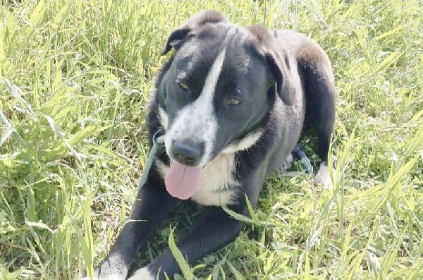 Oscar dolcissimo cucciolone in adozione è ancora in cerca di casa Foto 2
