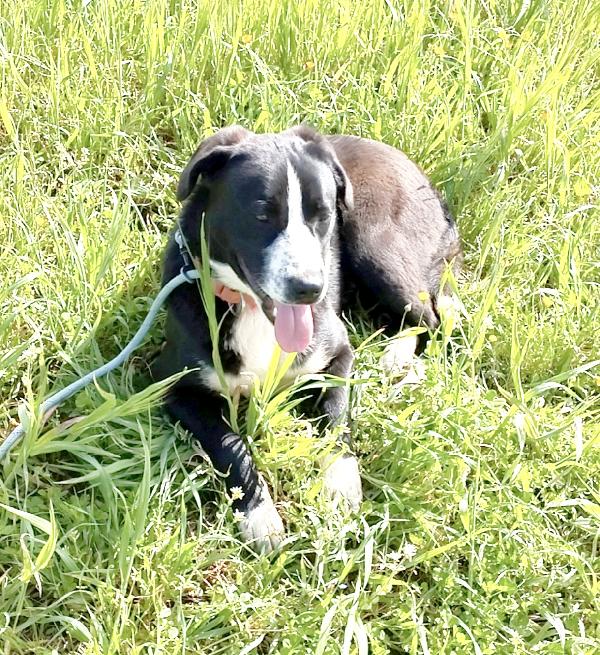 Oscar dolcissimo cucciolone in adozione è ancora in cerca di casa Foto 3