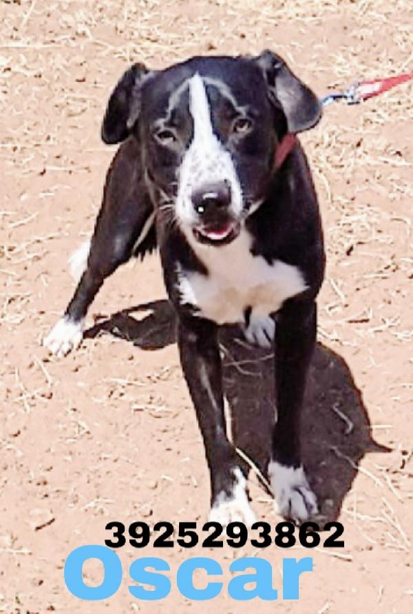 Oscar dolcissimo cucciolone in adozione è ancora in cerca di casa Foto 4
