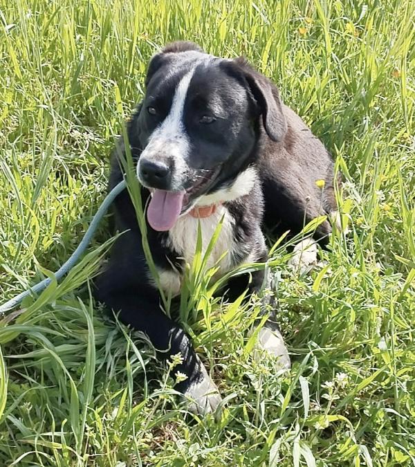 Oscar dolcissimo cucciolone in adozione è ancora in cerca di casa Foto 7