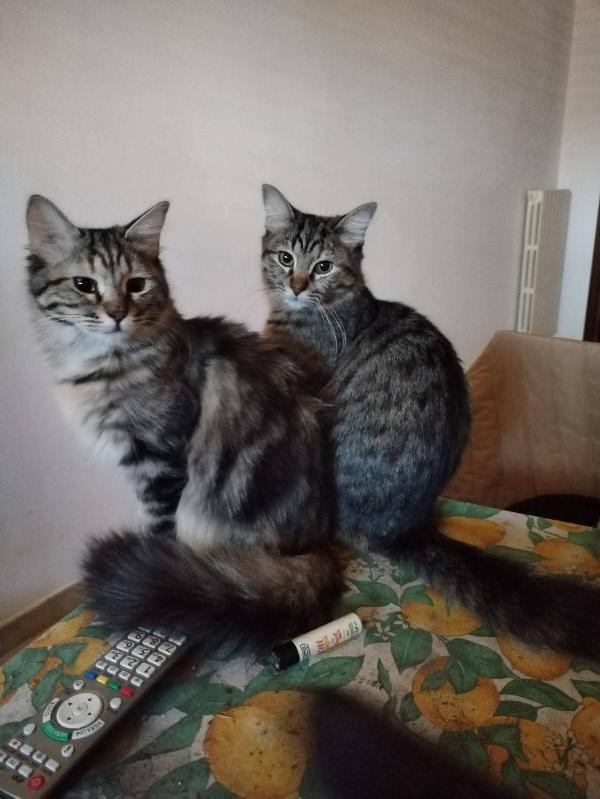 Leo , Perla E Fumè