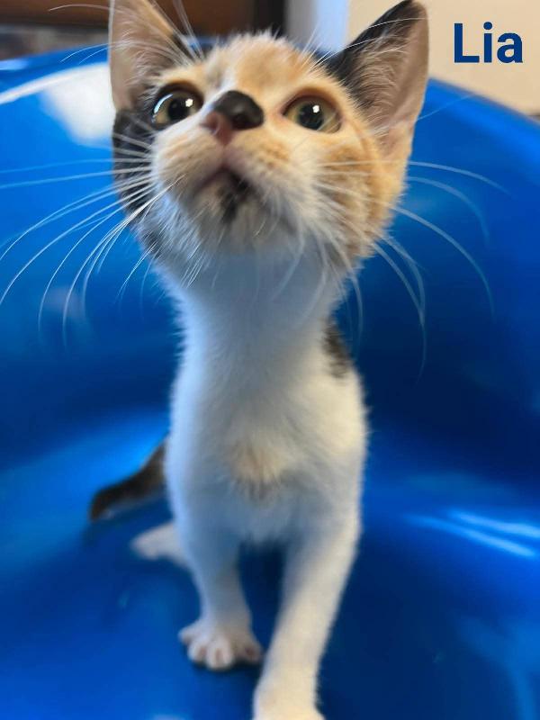 Tanti Gattini In Cerca Di Famiglia 