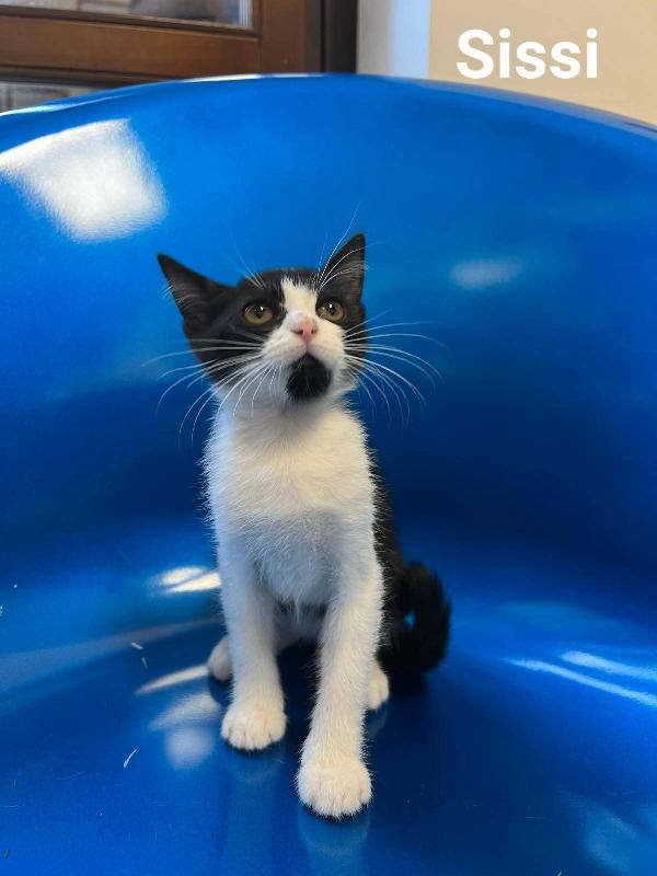 Tanti gattini in cerca di famiglia  Foto 2