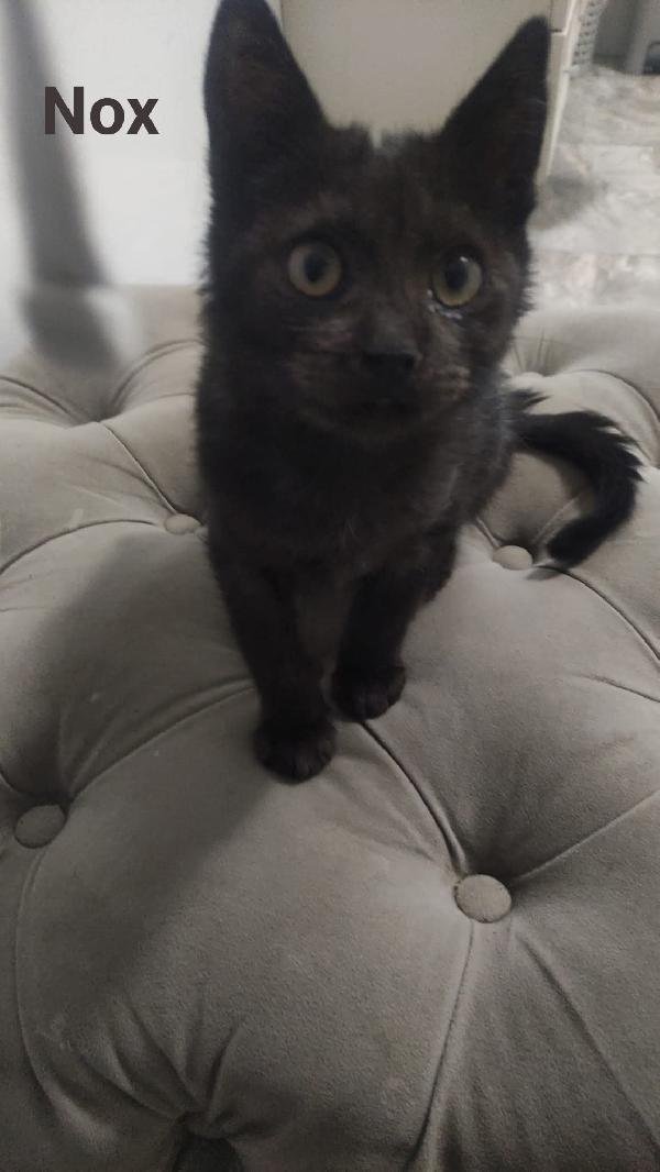 Tanti gattini in cerca di famiglia  Foto 3