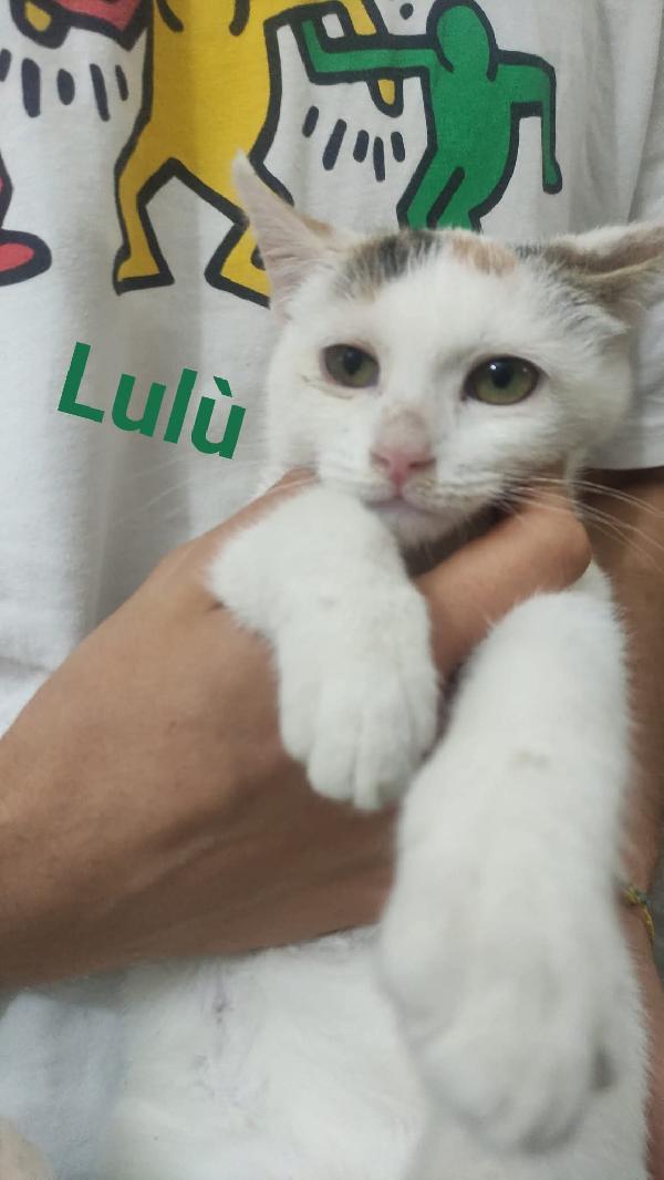 Tanti gattini in cerca di famiglia  Foto 4