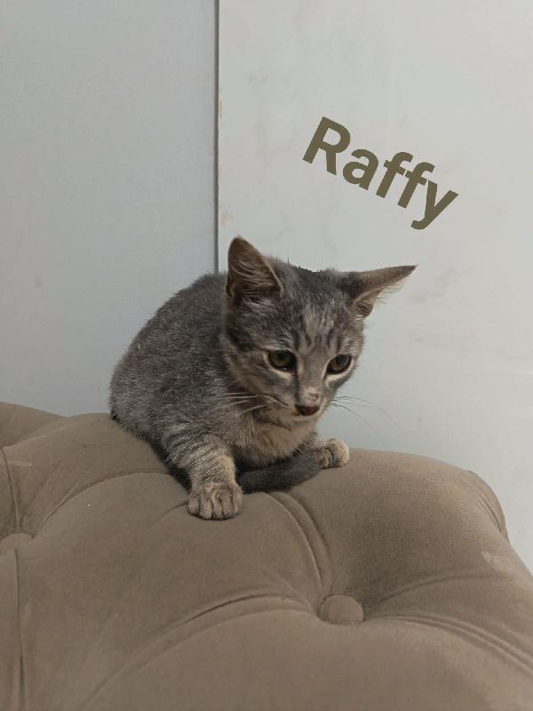 Tanti gattini in cerca di famiglia  Foto 6