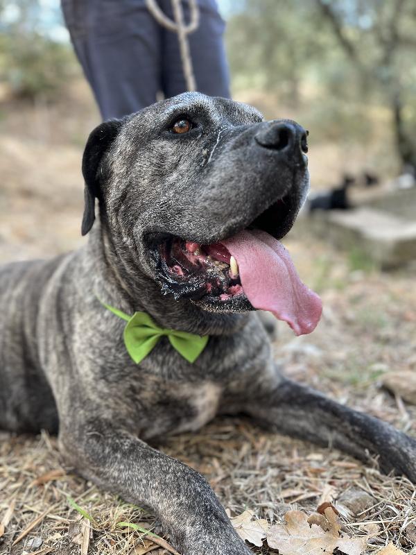 Rocco Foto 2