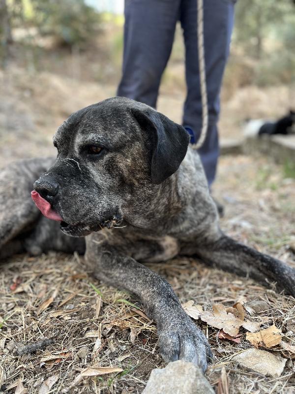 Rocco Foto 3