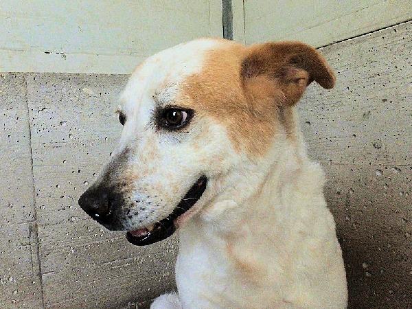 Itaca cagnolina gentile Foto 4