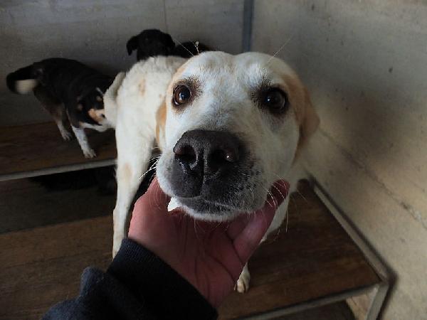 Itaca cagnolina gentile Foto 6
