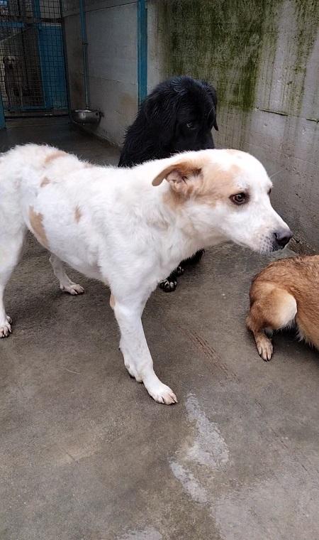 Itaca cagnolina gentile Foto 7