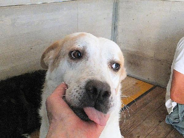 Itaca cagnolina gentile Foto 9