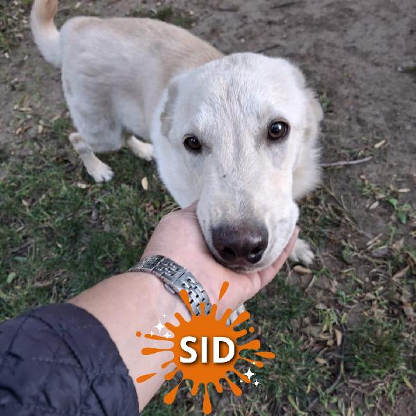 Sid... Innamorarsi Di Lui?