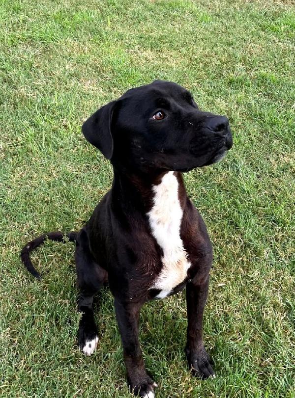 The King- Cane Nero Mix Labrador Molosetto