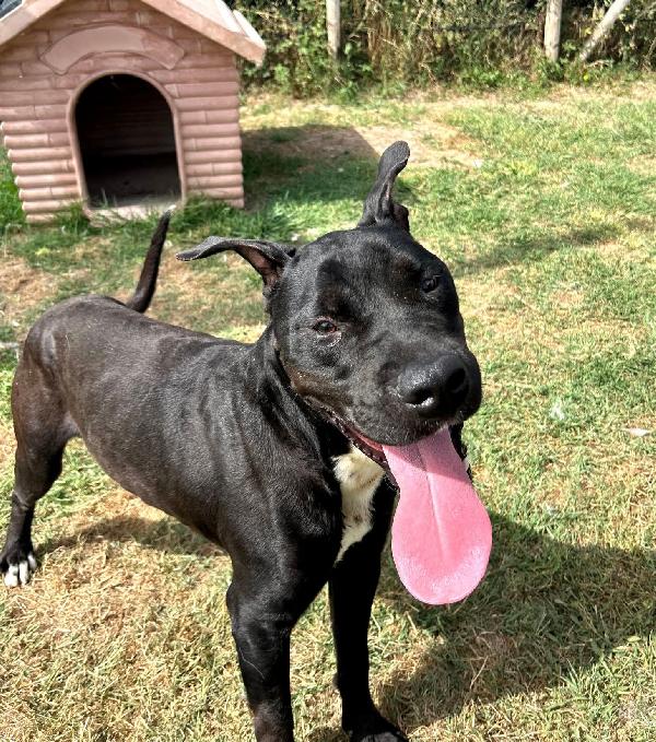 The King- cane nero mix labrador molosetto Foto 5