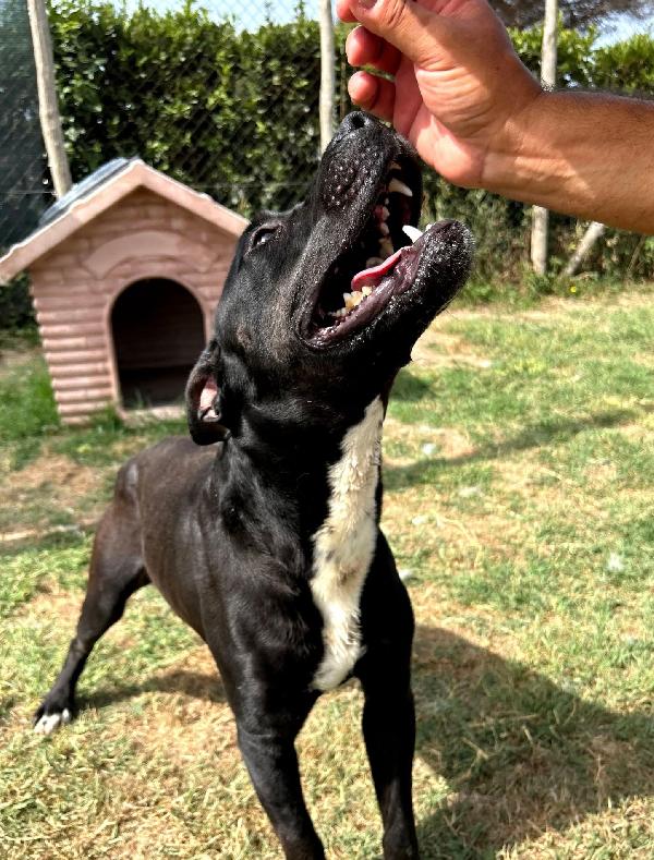 The King- cane nero mix labrador molosetto Foto 6