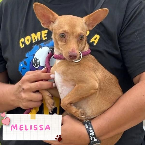 Melissa Cagnolina Dolce E Timida Cerca Adozione - 1 Anno Taglia Mini