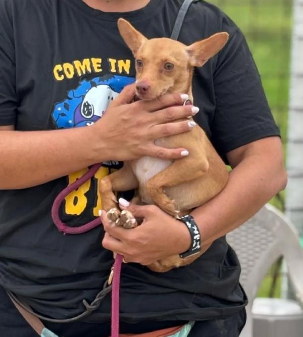 Melissa cagnolina dolce e timida cerca adozione - 1 anno taglia mini Foto 3