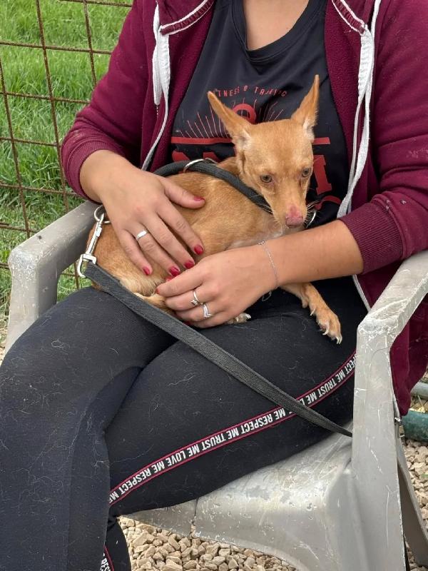 Melissa cagnolina dolce e timida cerca adozione - 1 anno taglia mini Foto 4
