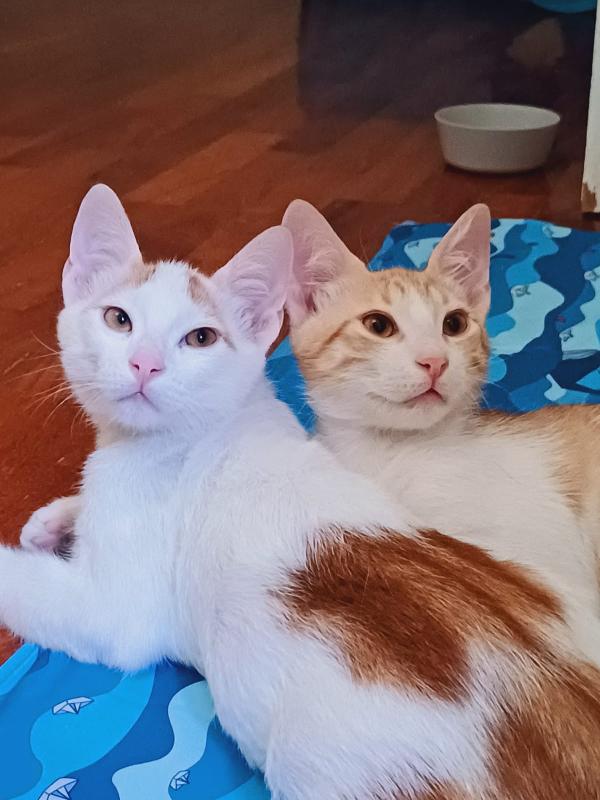 2micini bianchi/rossi 4mesi SOS ROMA Foto 7