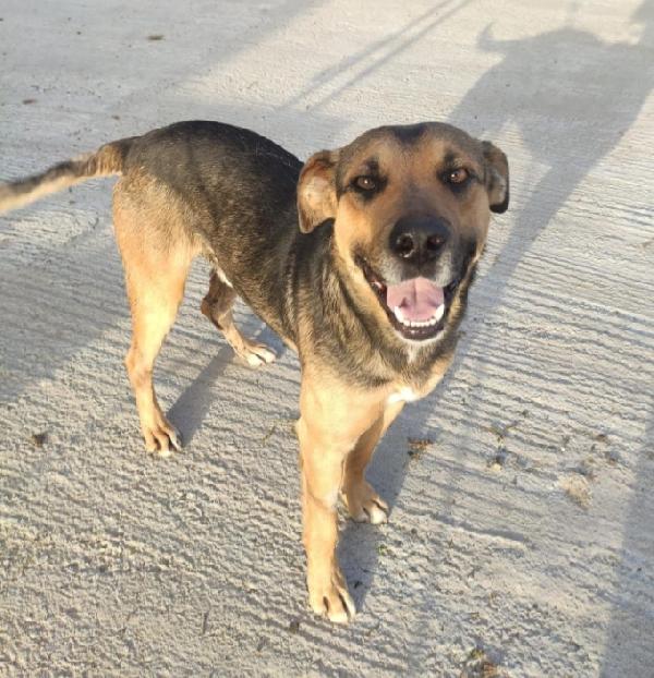 Alan 2Anni Carattere Bellissimo Sos Sicilia