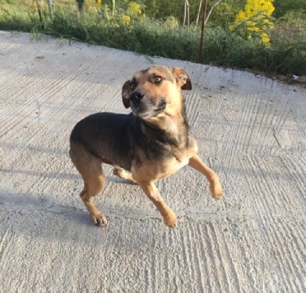 Alan 2anni carattere bellissimo SOS SICILIA Foto 2