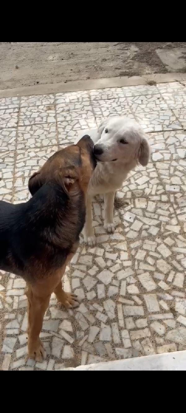 Alan 2anni carattere bellissimo SOS SICILIA Foto 3