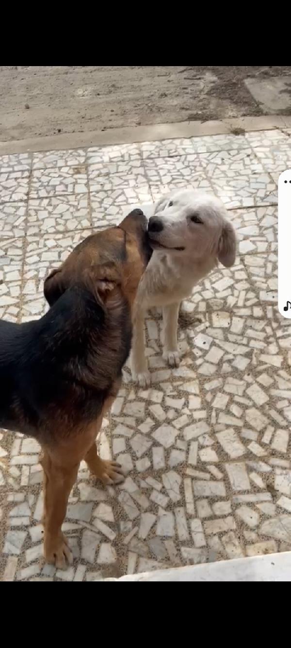 Alan 2anni carattere bellissimo SOS SICILIA Foto 4