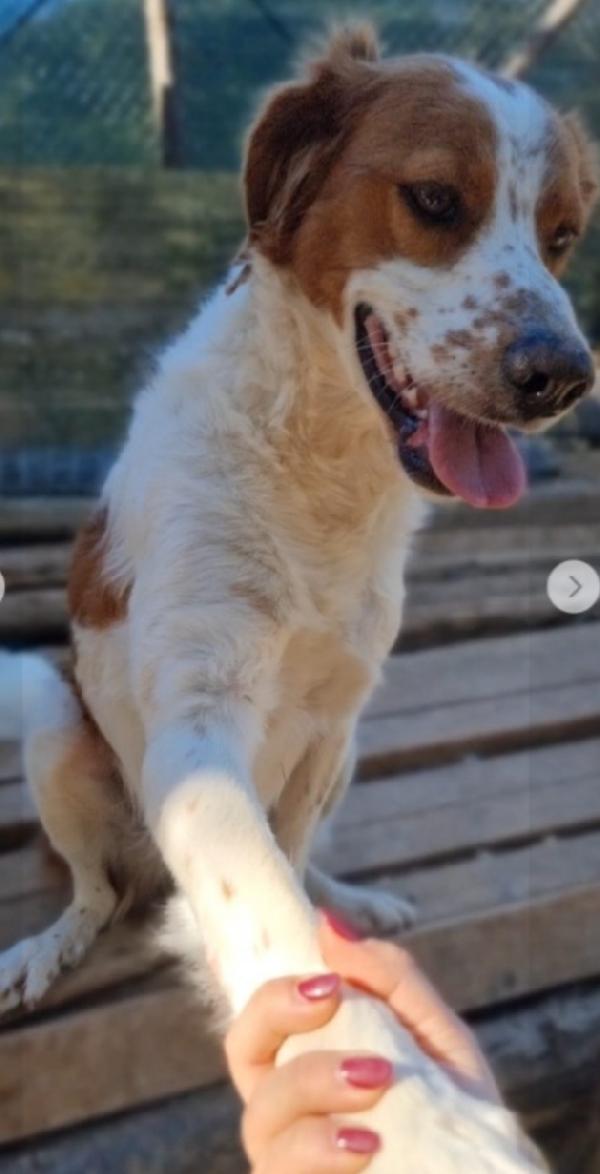 Mix Breton 3anni buono e sfortunato. GARGANO  Foto 3