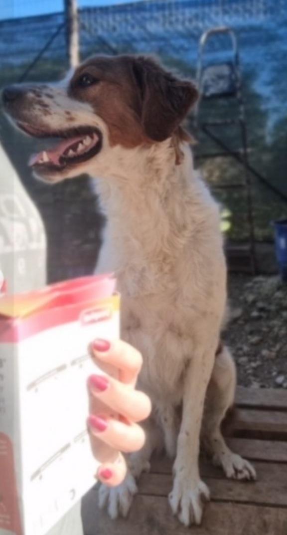 Mix Breton 3anni buono e sfortunato. GARGANO  Foto 4