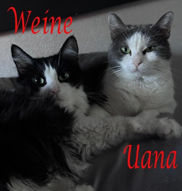 Weine E Uana, Adorabili Mici Da Adottare!