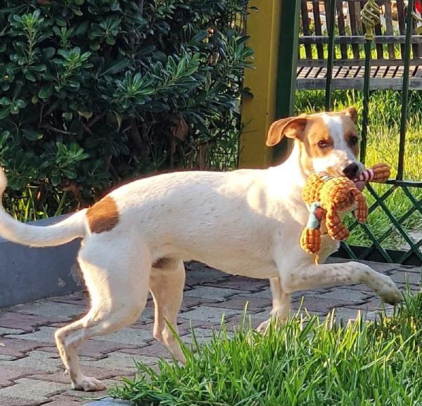 UNA MAMMA PER MIELE Foto 2