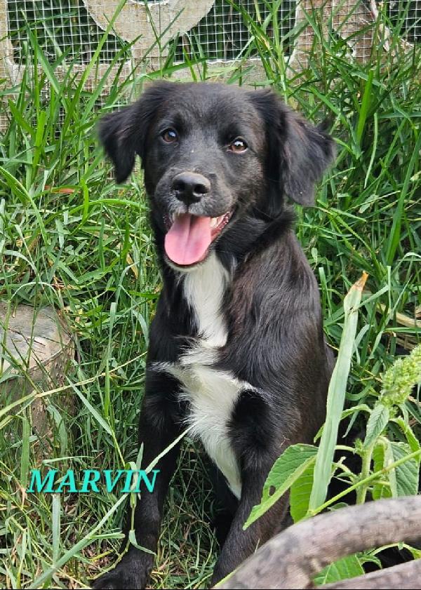 UNA MAMMA PER MARVIN Foto 2