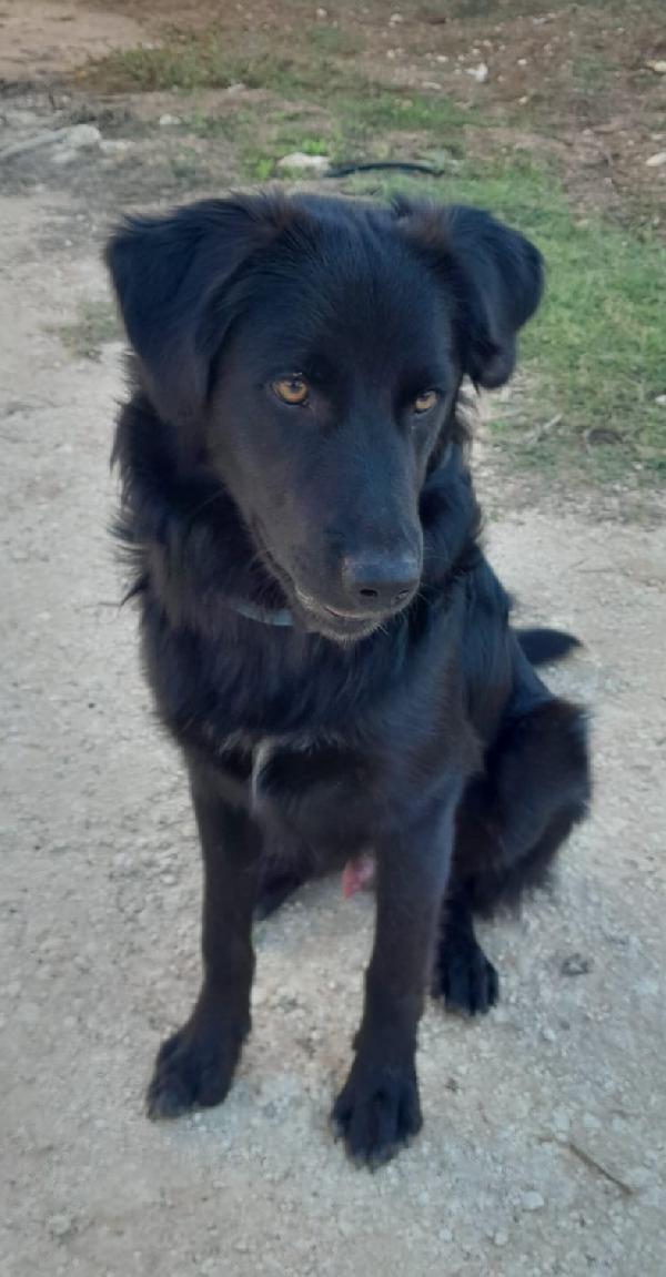 Lucio Mix Labrador/Border