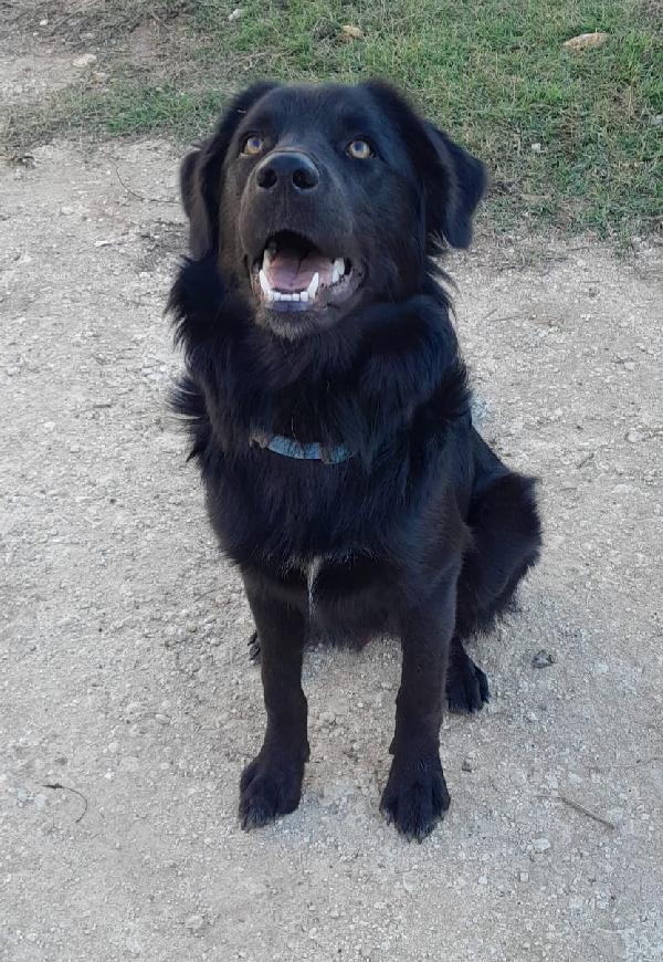 LUCIO MIX LABRADOR/BORDER Foto 2