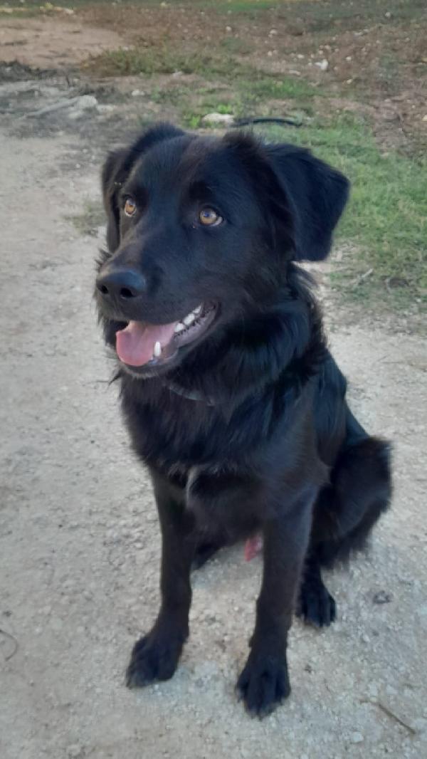 LUCIO MIX LABRADOR/BORDER Foto 3