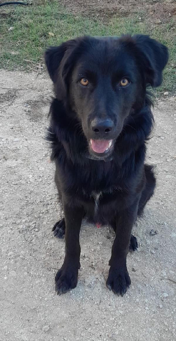 LUCIO MIX LABRADOR/BORDER Foto 4