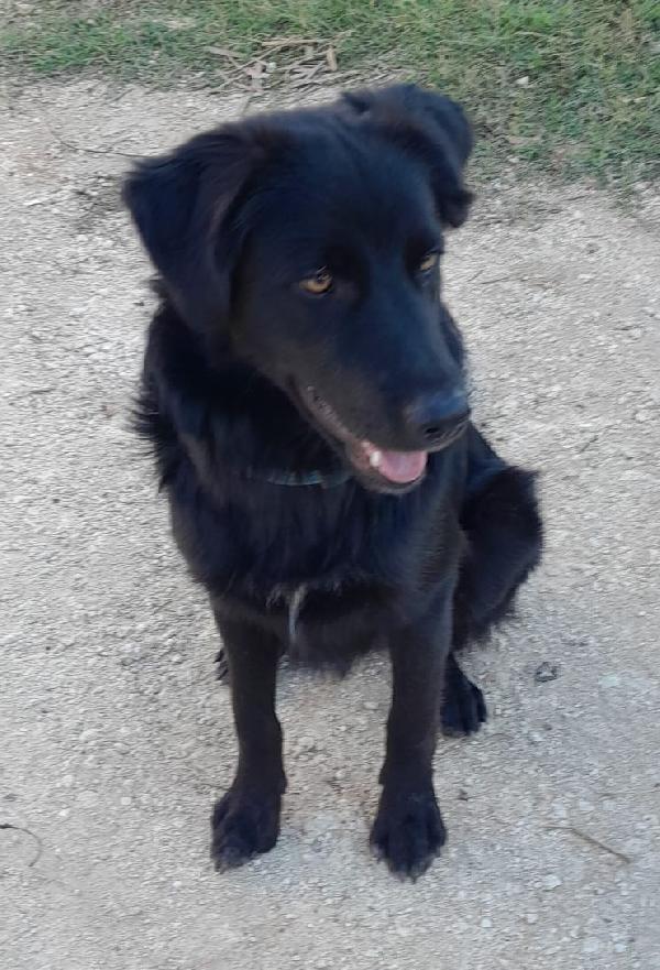 LUCIO MIX LABRADOR/BORDER Foto 5