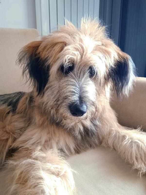 Cucciolotto
